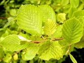 Alnus incana 'Aurea' 